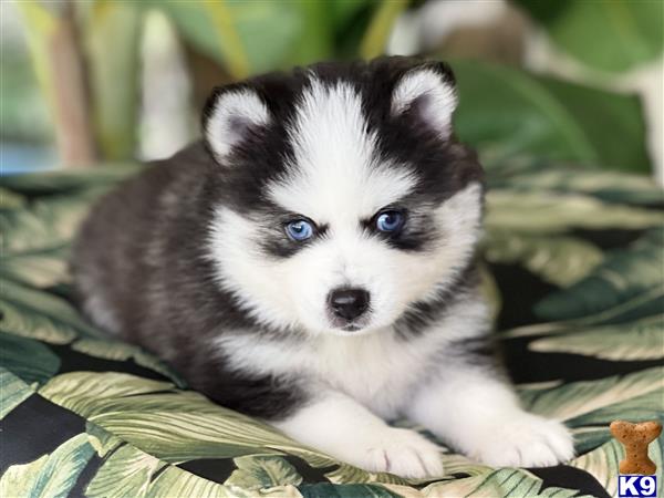 Pomeranian puppy for sale